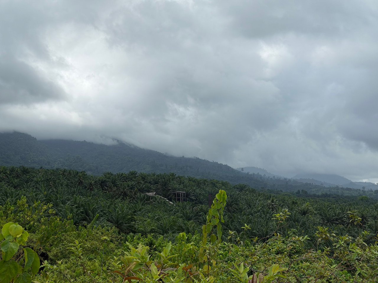 Land for sale at Bokwai Buea — photo 3
