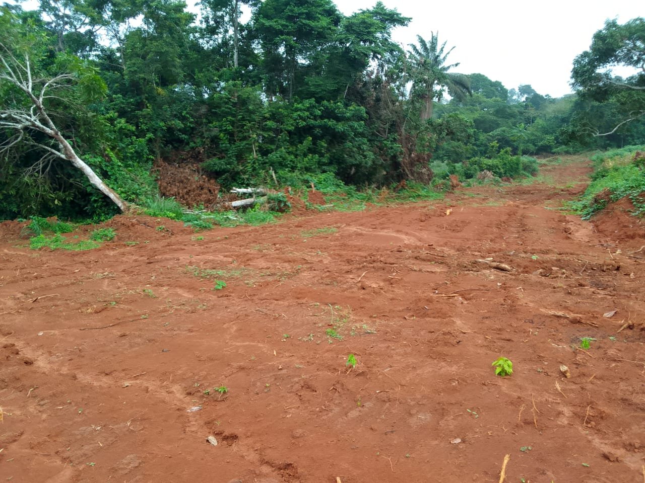 TERRAIN TITRE EN VENTE A YAOUNDÉ 3ème (900F/m²) — photo 1