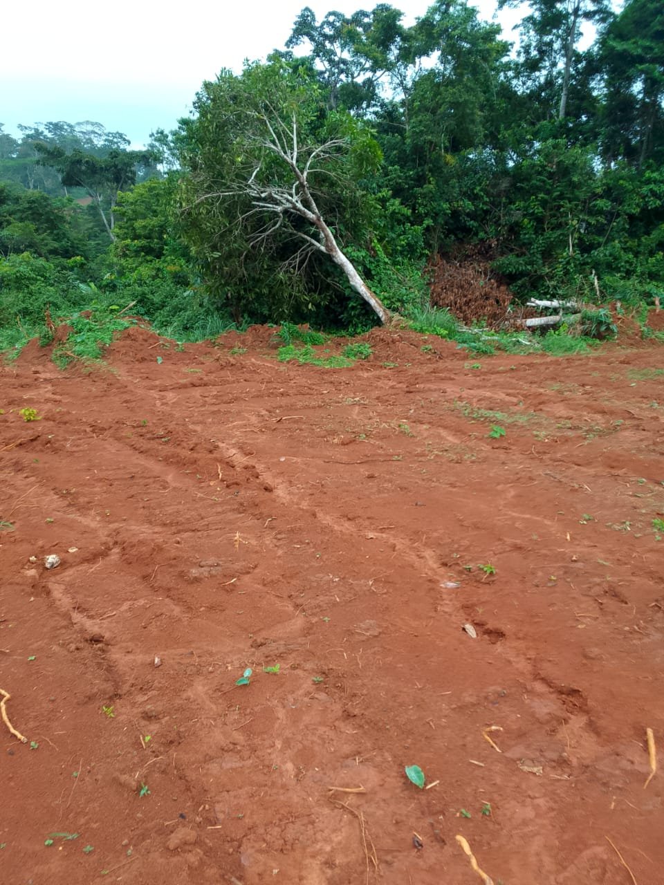 TERRAIN TITRE EN VENTE A YAOUNDÉ 3ème (900F/m²) — photo 2